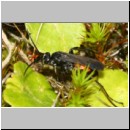 Anoplius viaticus - Wegwespe m001g 8mm - Sandgrube Niedringhaussee-det.jpg